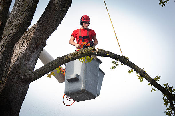 How Our Tree Care Process Works  in  Westfield, NJ